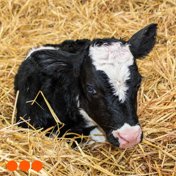 De Basis Melkveehouderij