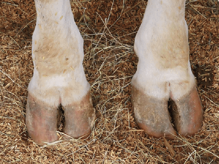 Beroepsopleiding Rundveepedicure Dairy Training Centre